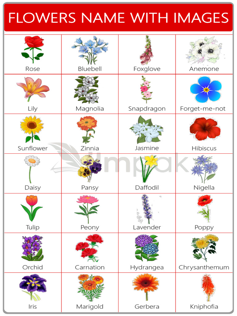 100 Flowers Names With Pictures | PDF, image size:768x1024