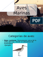 Aves Marinas