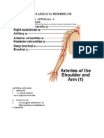 VASCULARIZATIA MEMBRELOR