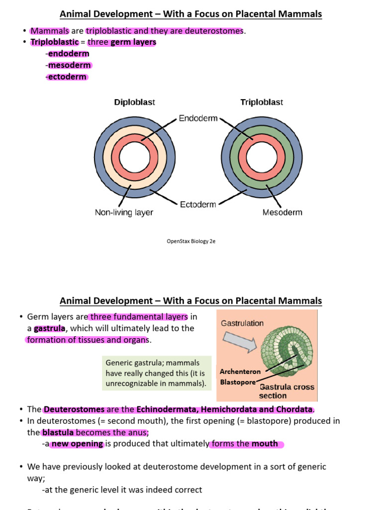 7 - Animal Development (Mostly Review) | PDF