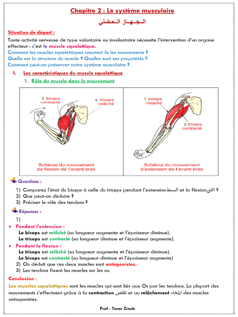 Systéme Musculaire Me | PDF