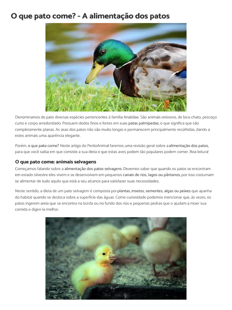 Alimentação dos Patos: O que Comer? | PDF | Pato | Bem-estar