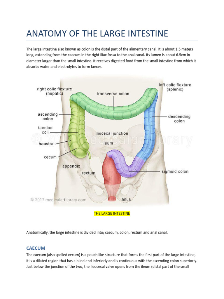 LARGE INTESTINE DISEASES visual data 4
