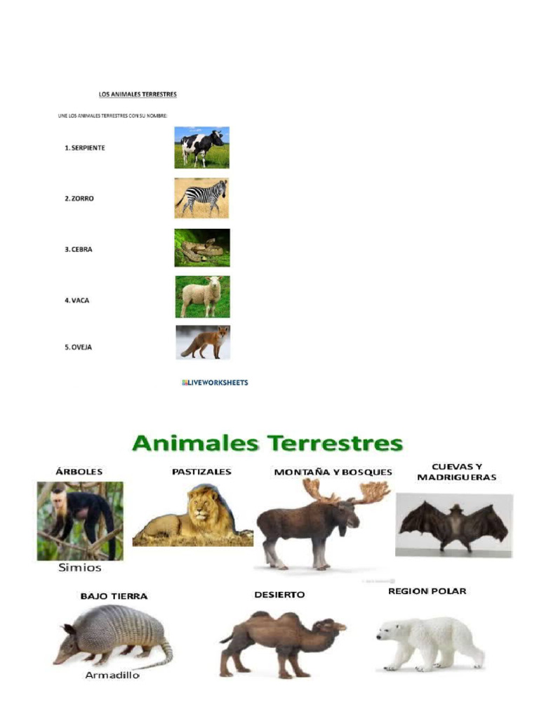 Animales | PDF