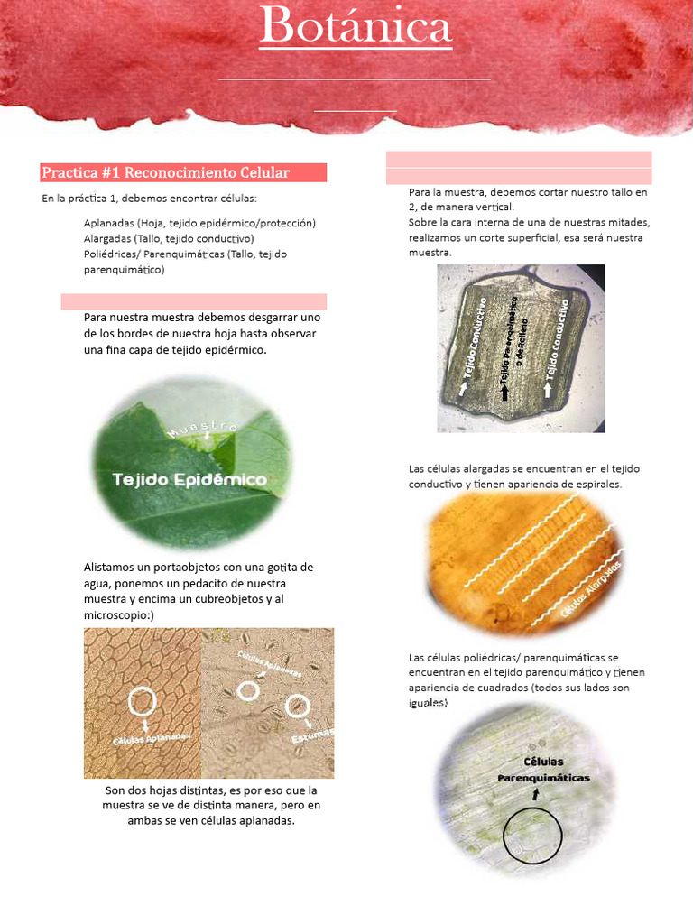 Guia de Botanica 1 A 3 | PDF