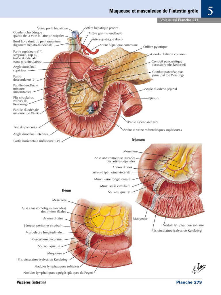 Muqueuse Et Musculeuse de L'intestin Grêle | PDF