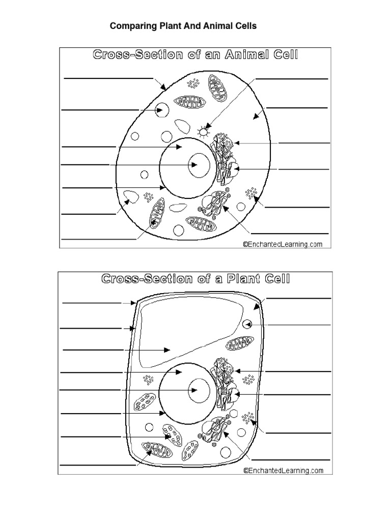Plant Animal Cell Diagrams Pdf