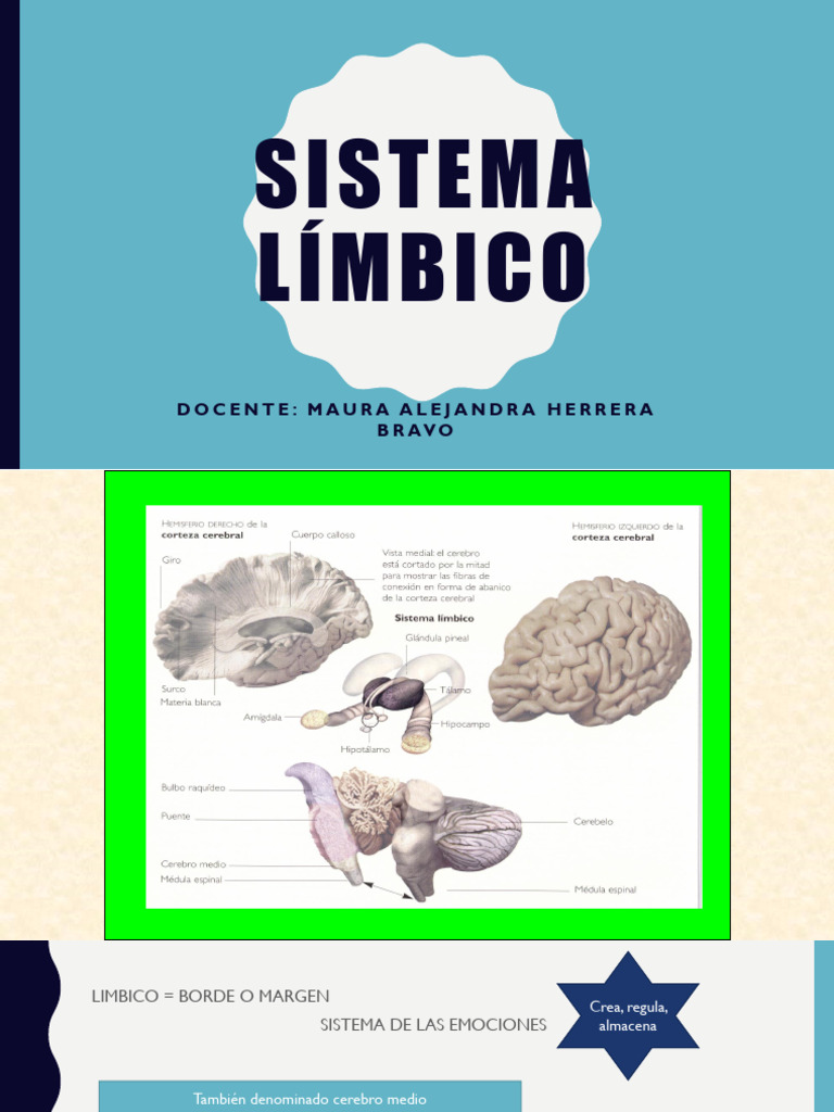 Funciones del Sistema Límbico | PDF | Las emociones | Cerebro