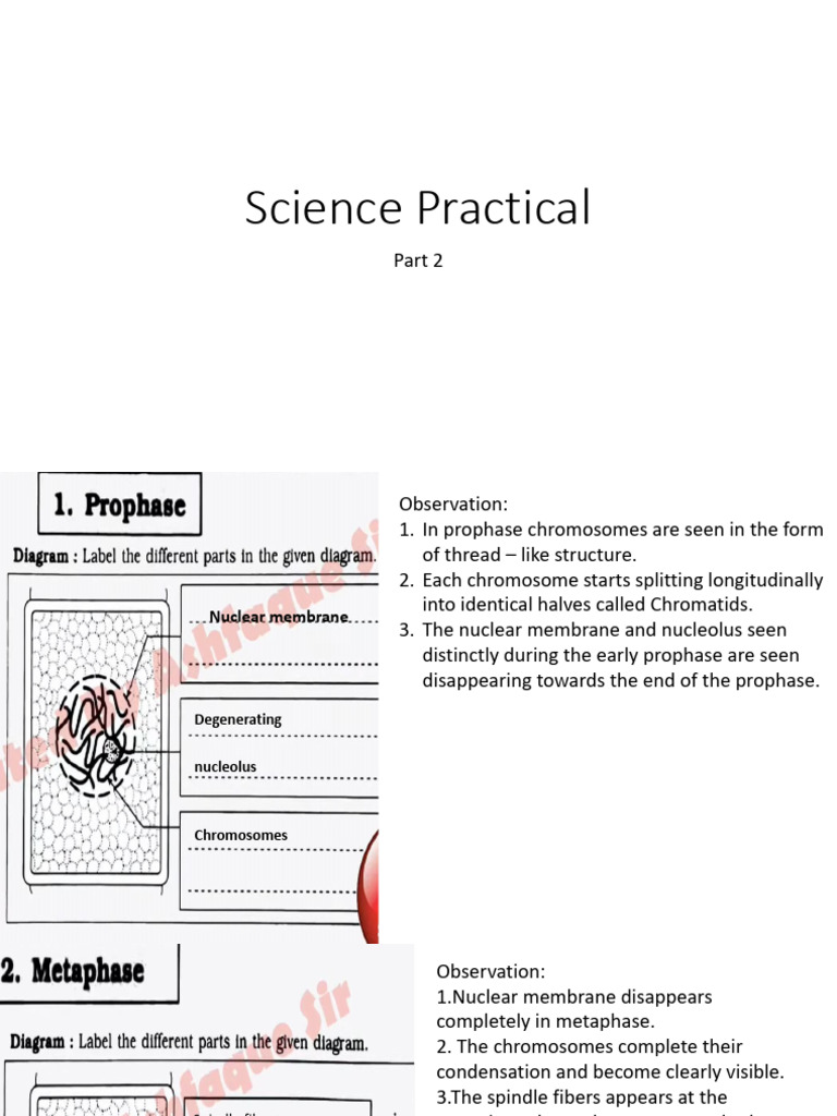 Cell Division Chromosome Dynamics Pdf Foreign Language Studies Art