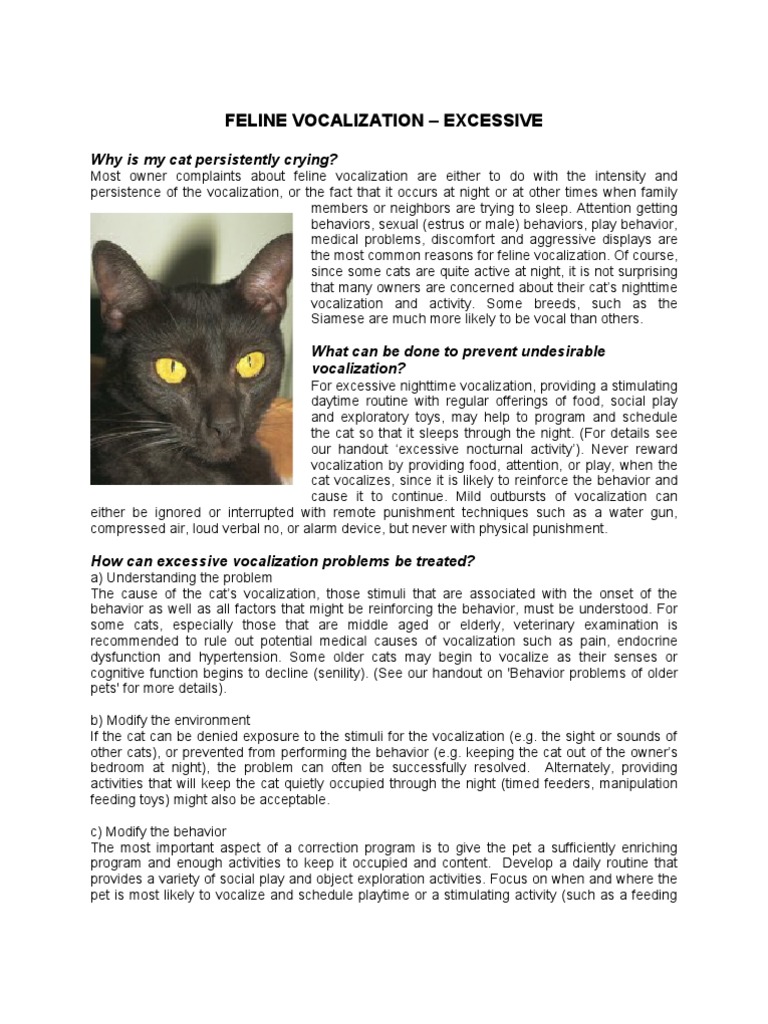 Feline Vocalization Excessive Why Is My Cat Persistently Crying