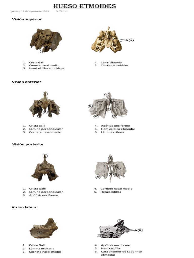 Hueso Etmoides | PDF