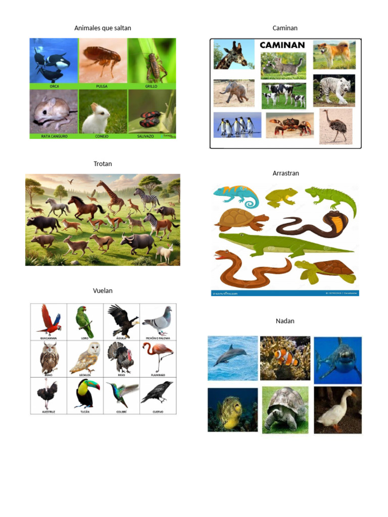 Animales Que Saltan, Nadan Trotan | PDF