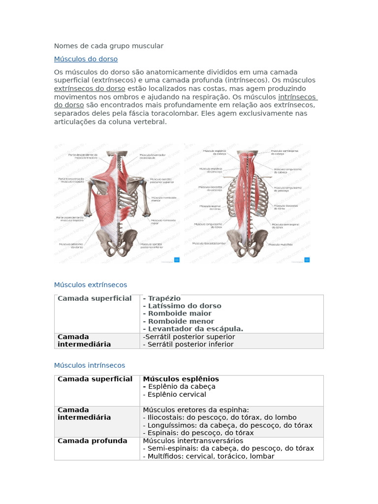 Ciências Morfofuncionais do Aparelho Locomotor - Membros Inferiores e  Coluna Vertebral, image size:768x1024