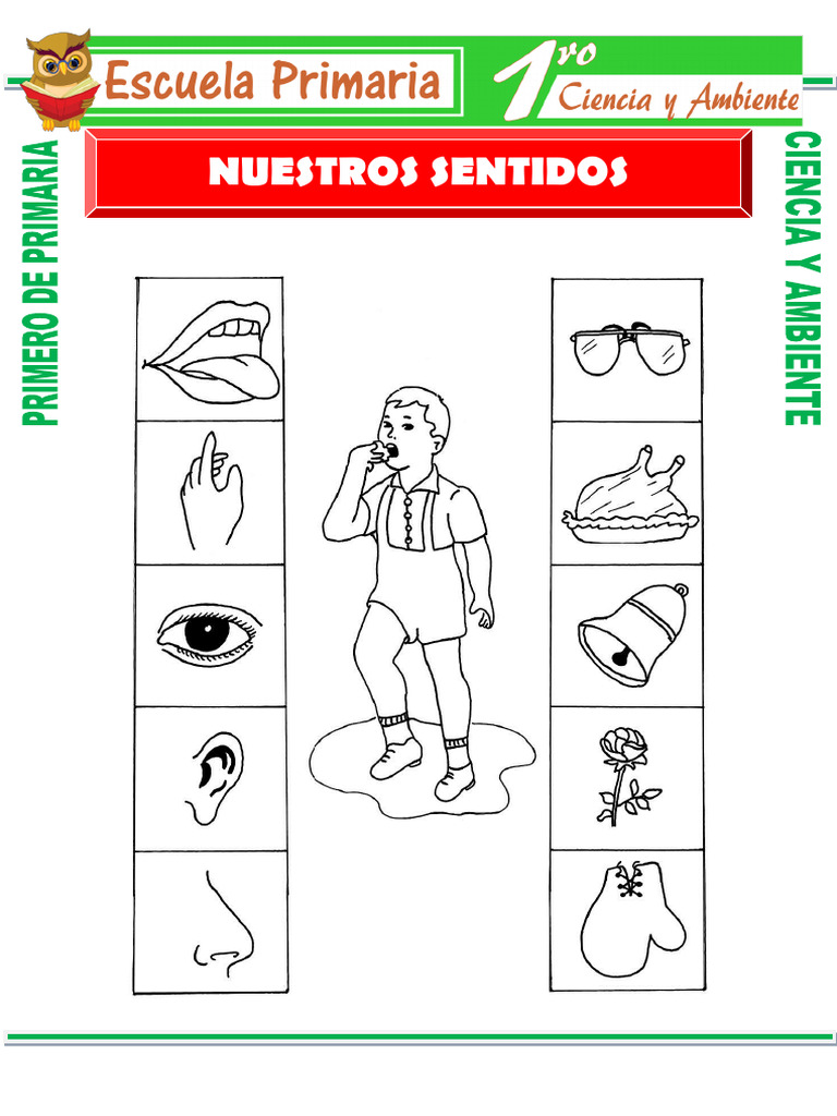 Nuestros Sentidos para Primero de Primaria | PDF | Gusto | Sentidos