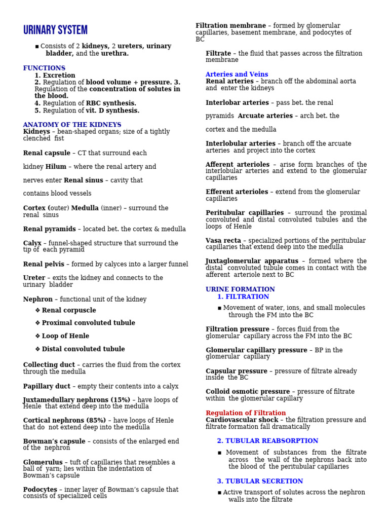 18-Urinary-System | PDF