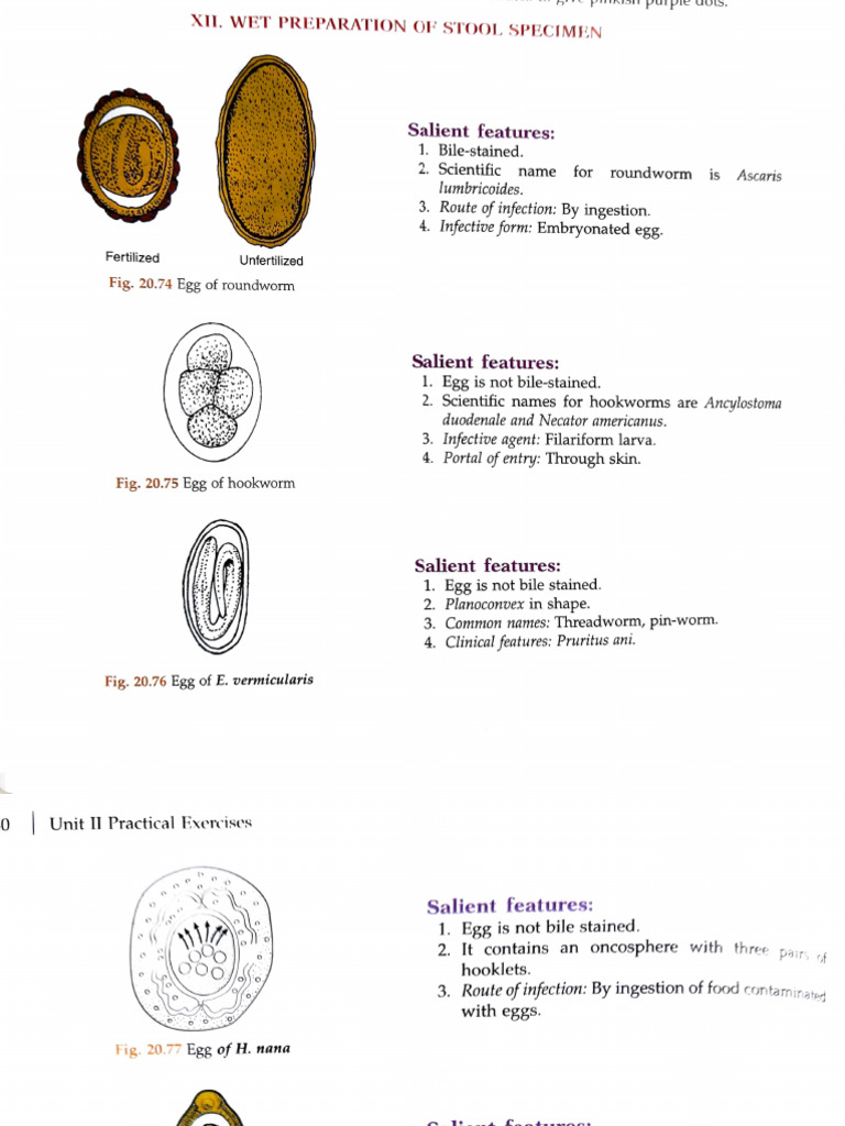 Wet Preperation of Stool | PDF