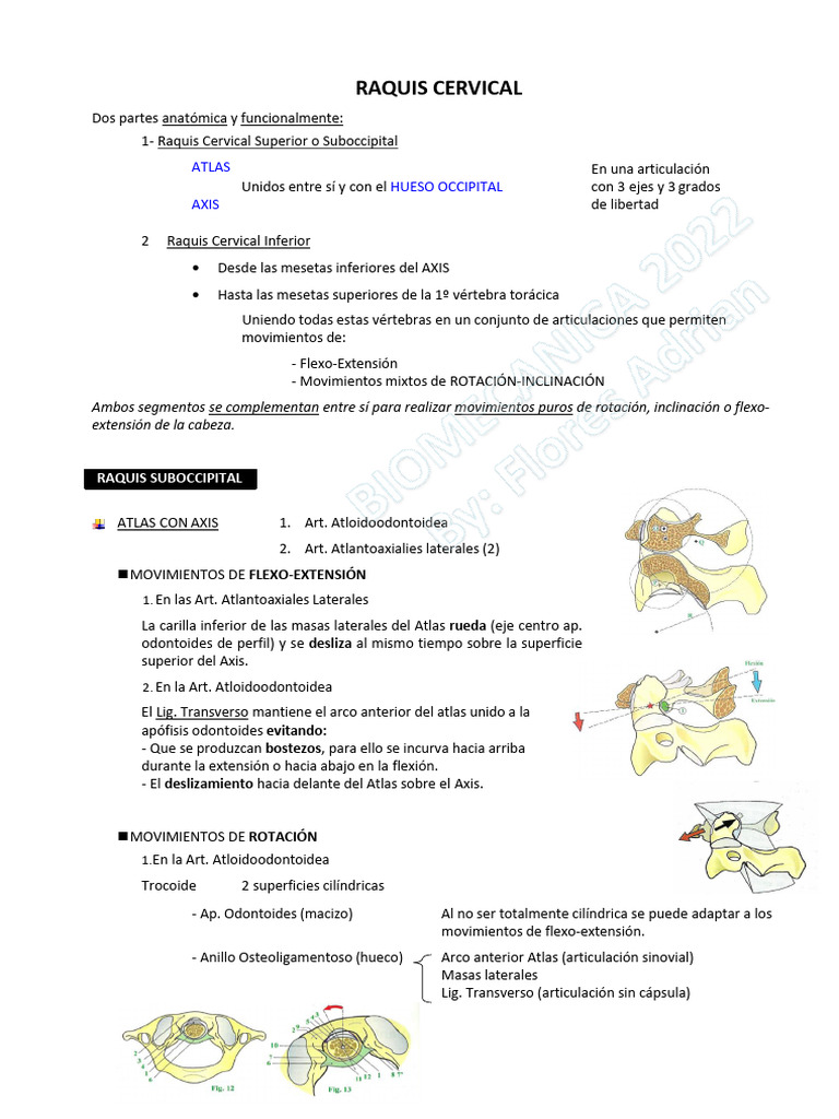02 - Raquis Cervical | PDF