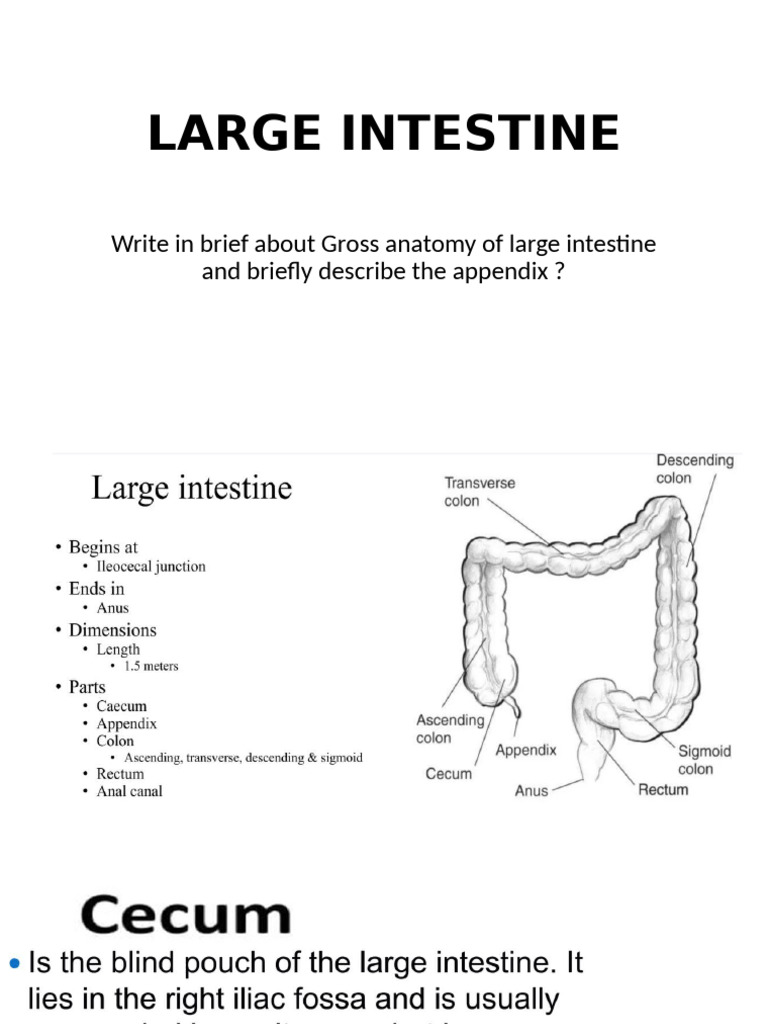 Large Intestine | PDF