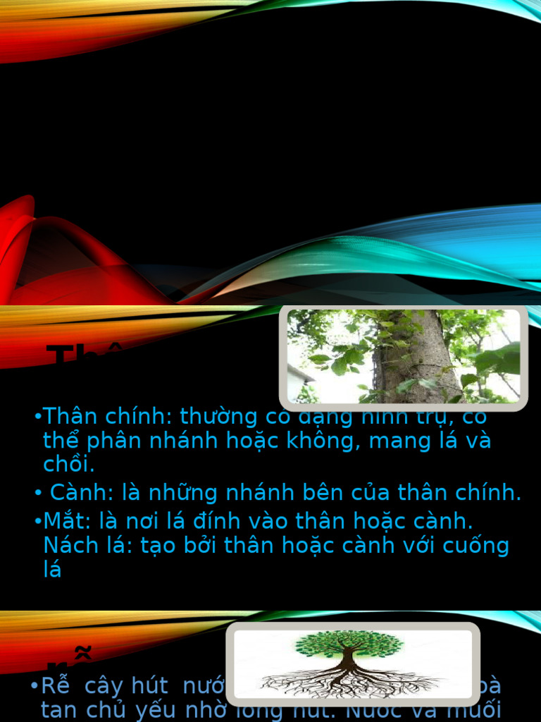Thân cây và rễ cây | PDF