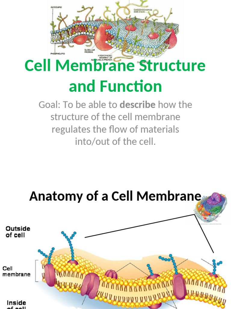 Cell Membranes Part II | PDF