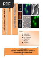 Download GLIKOLISIS ANAEROB by Fauziah Utami SN76700378 doc pdf