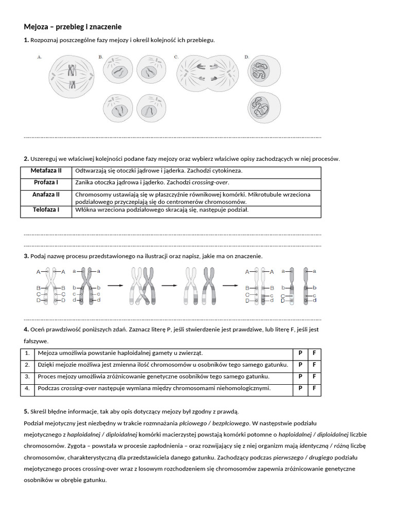Mejoza Przebieg I Znaczenie | PDF