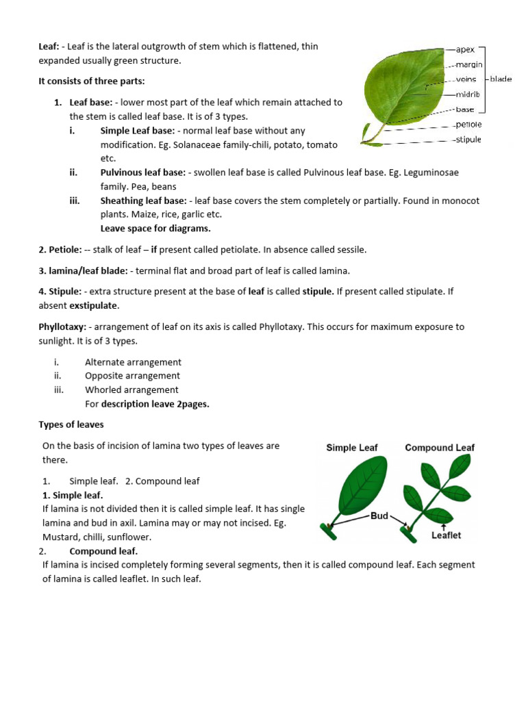 Leaf | PDF