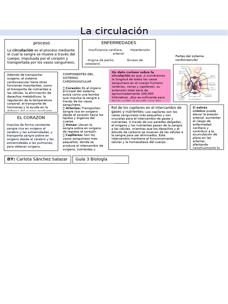 La Circulación | PDF