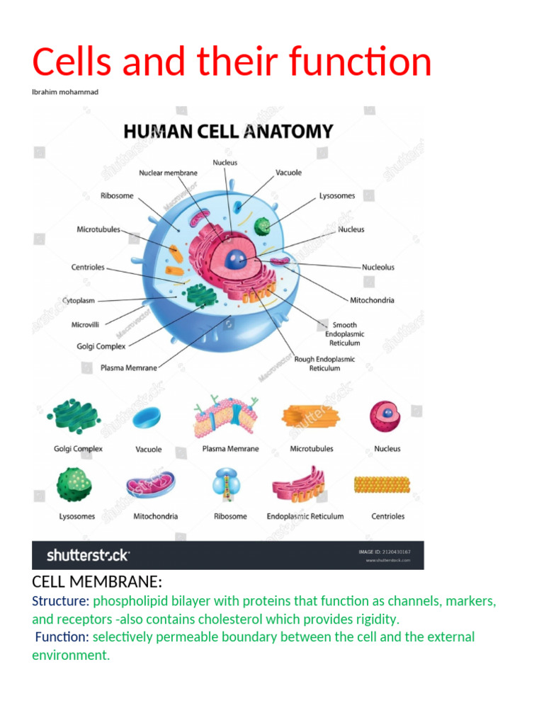 Cells and Their Function | PDF