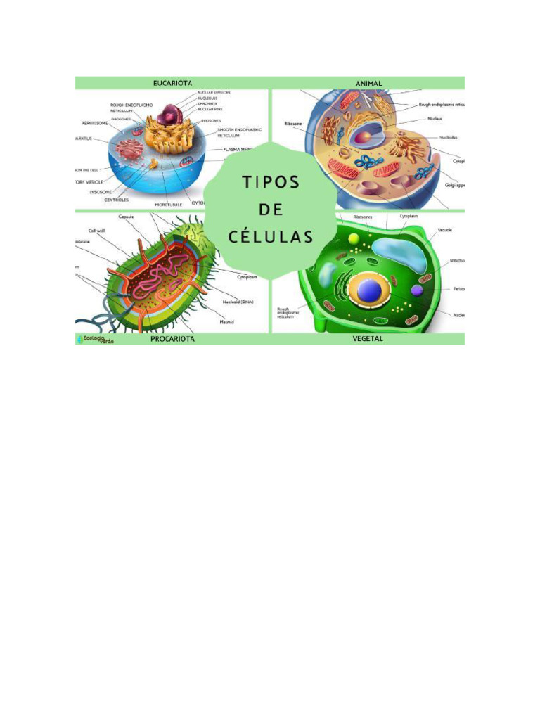 Tipos de Células: Características e Funciones | PDF | Célula (Biologia ...