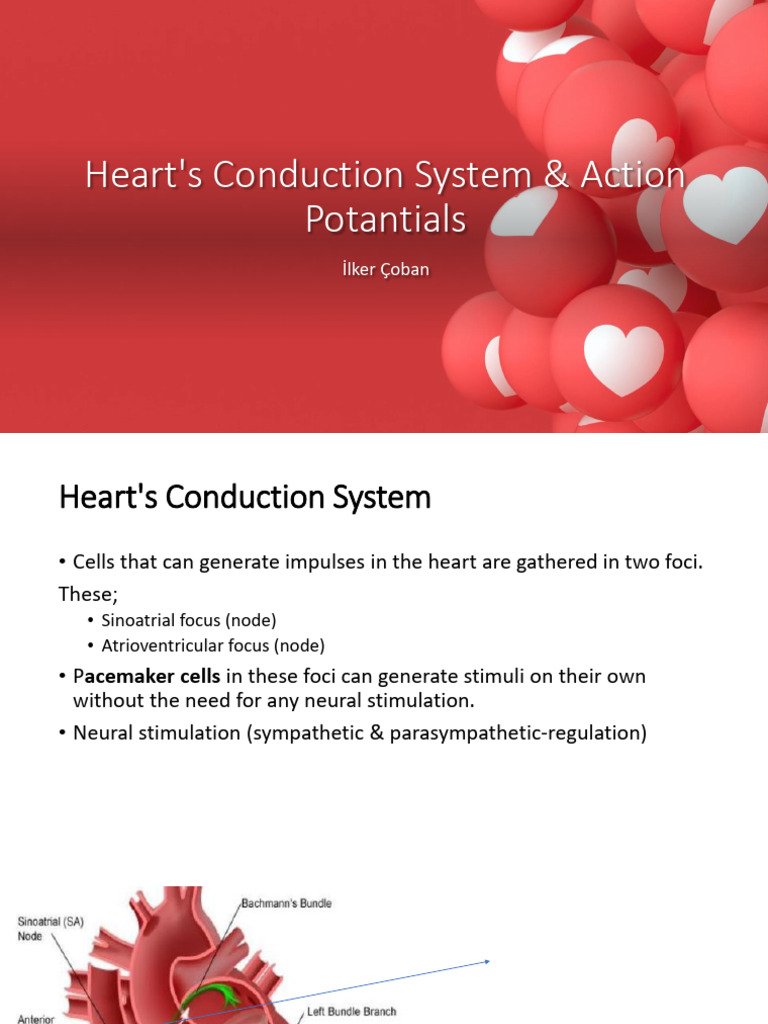 heart-s-conduction-system-action-potantials-pdf