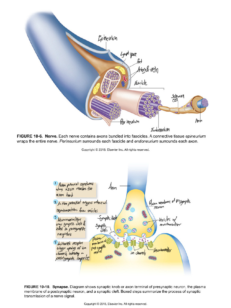 AP Nerves | PDF