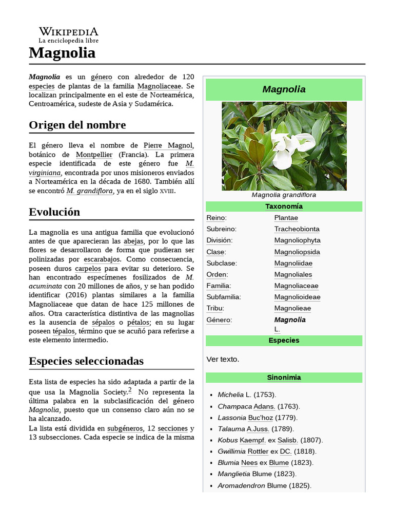 Magnolia | PDF
