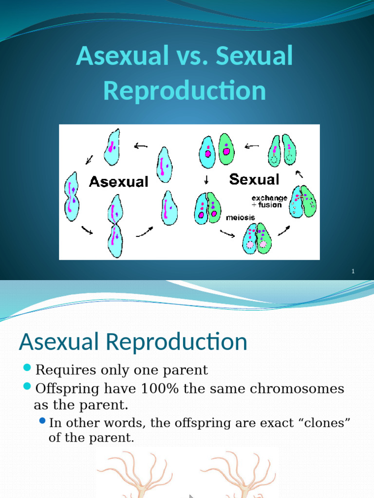 Reproduction | PDF