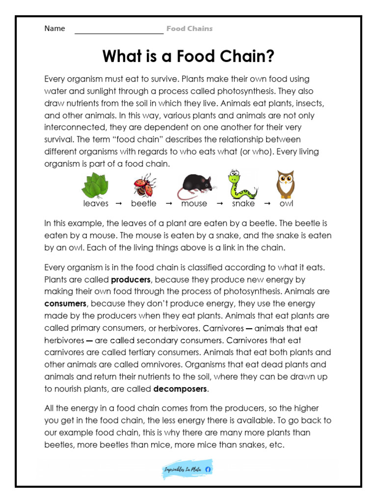 Food Chains | PDF
