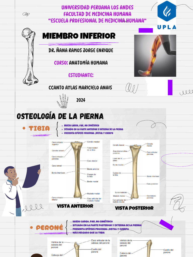 Copia de Anatomy Lesson - Realistic Skeleton For Education by Slidesgo ...