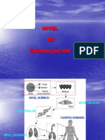 Anat-organización corp.