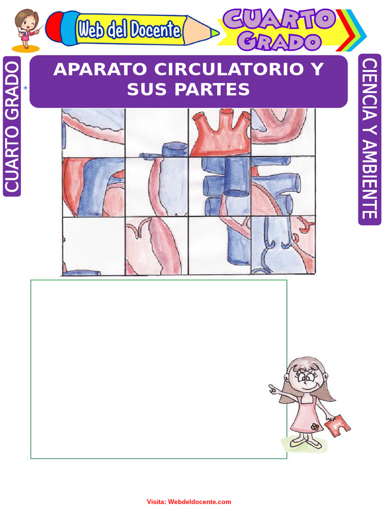 El Aparato Circulatorio para Niños | PDF | Corazón | Sistema circulatorio