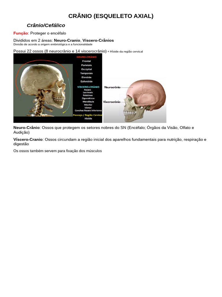 Anatomia 2 Crânio Sistema Esquelético Pdf