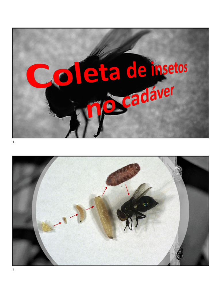 Coletas de Insetos No Cadáver | PDF