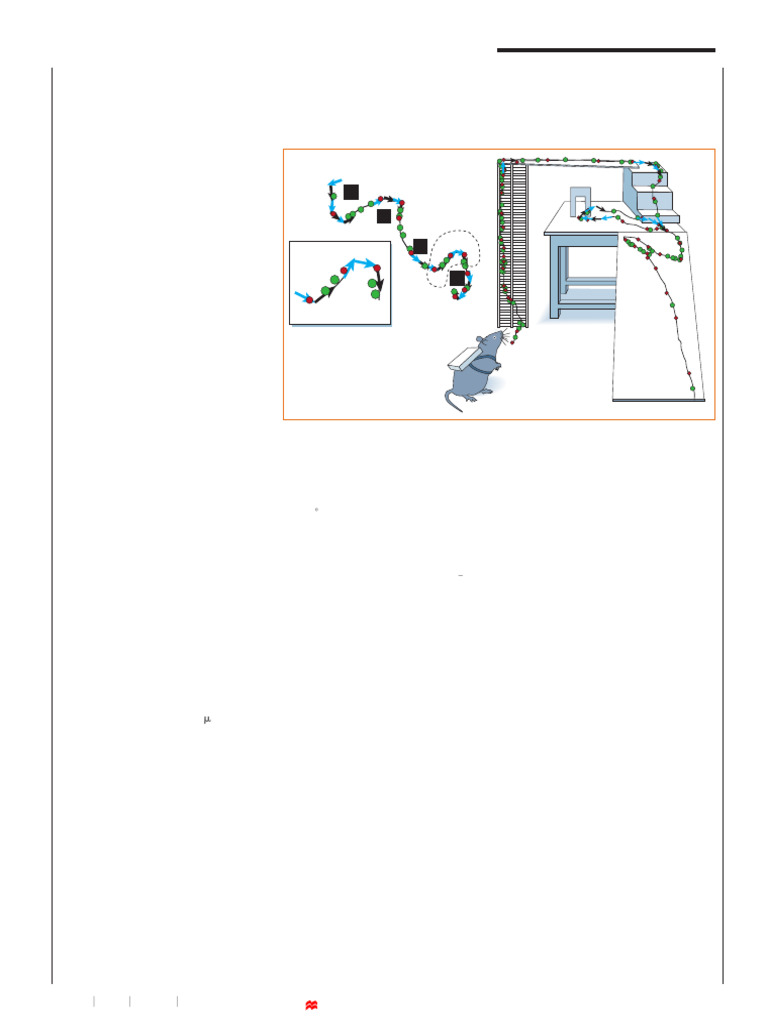 Rat Navigation Guided by Remote Control | PDF