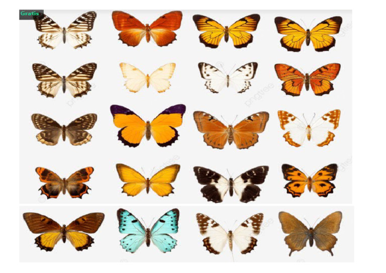 Image Result For Keanekaragaman Jenis Kupu Kupu Berdasarkan Tipe