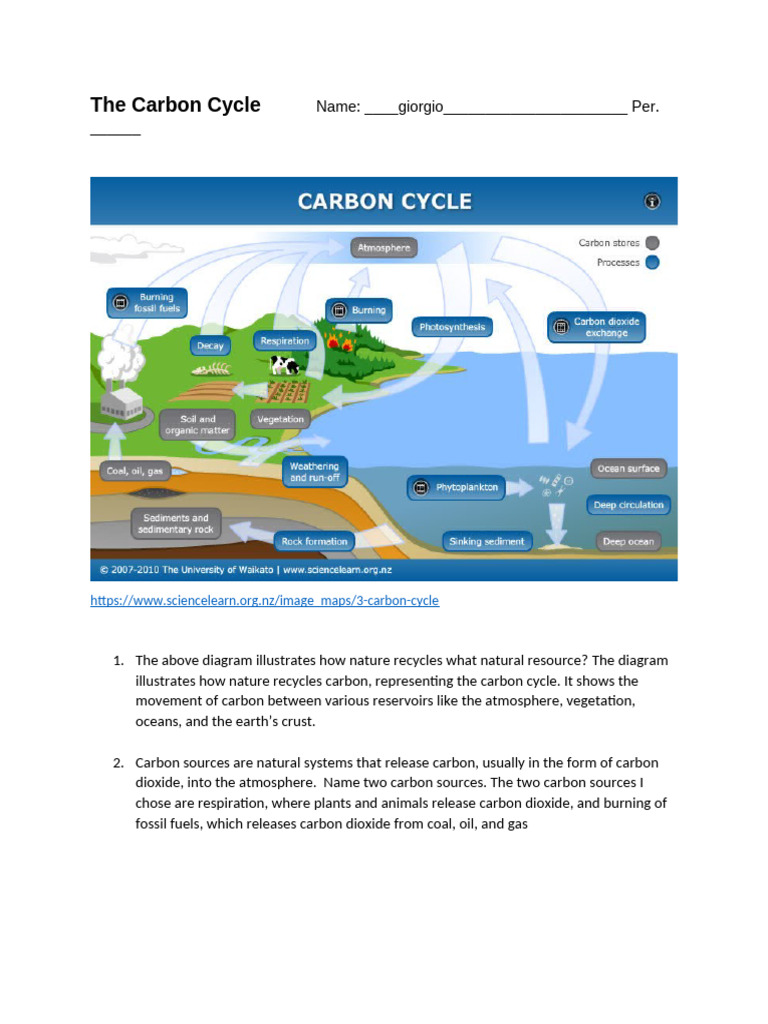 The Carbon Cycle Worksheet | PDF