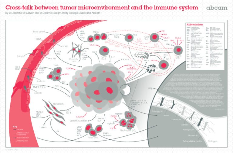TME and The Immune System | PDF