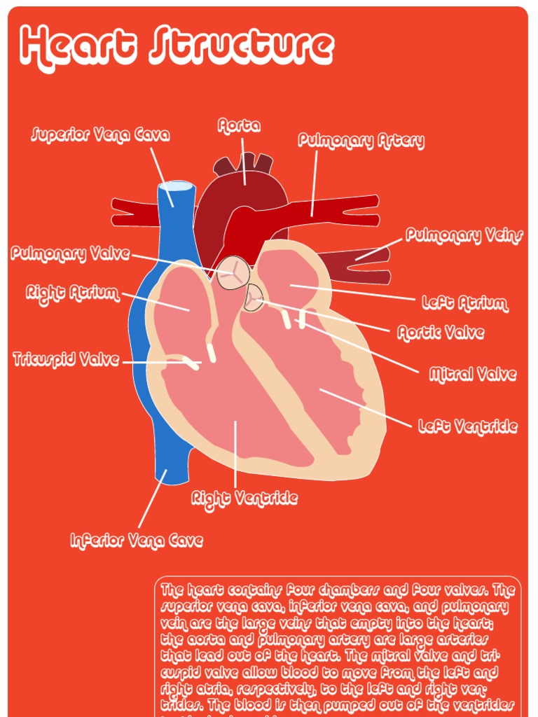 Heart Structure: Chambers and Valves | PDF | History