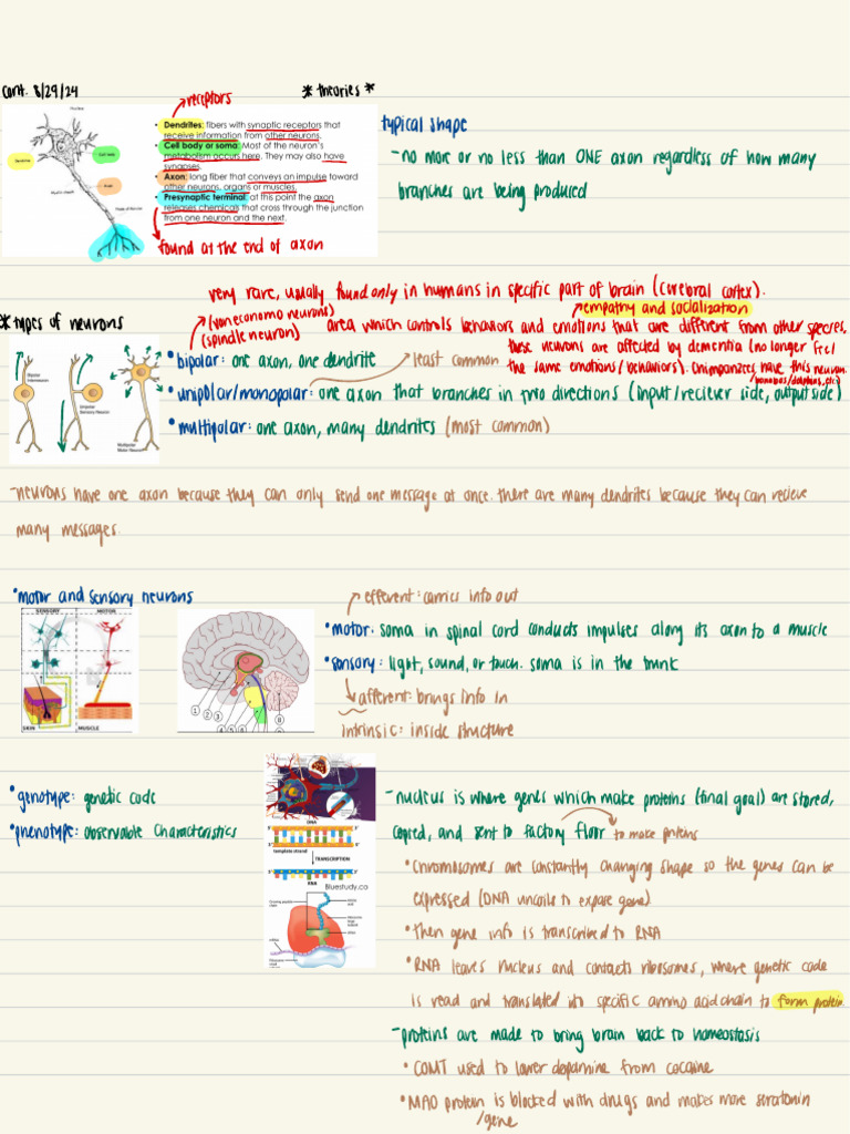 NEUR200 (0101) 8/29/24 Class Notes: Theories | PDF
