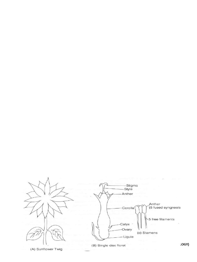 xii-biology-practical-and-spotting-2024-25-pdf