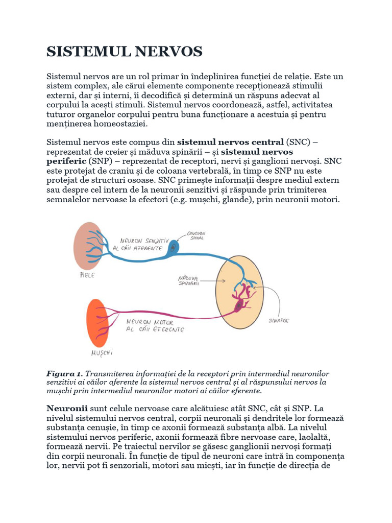 Sistemul Nervos | PDF