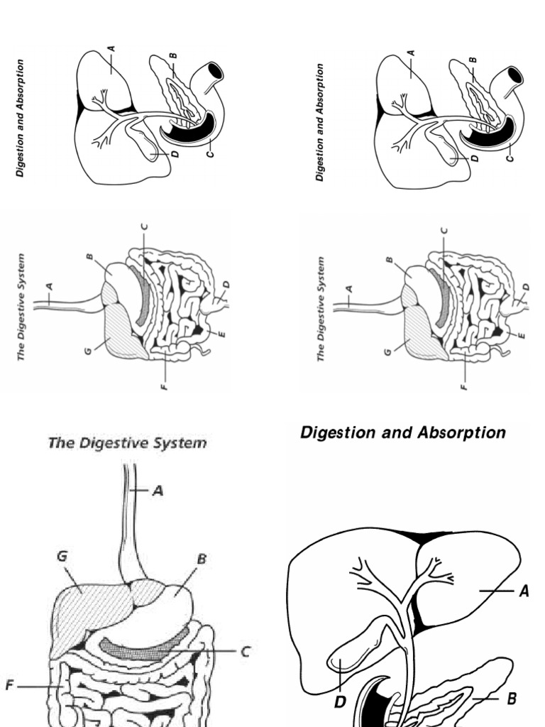 Carson Rodgers - Digestion Diagrams | PDF