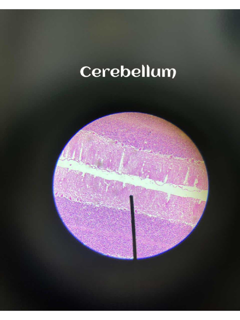 Histo Slide | PDF